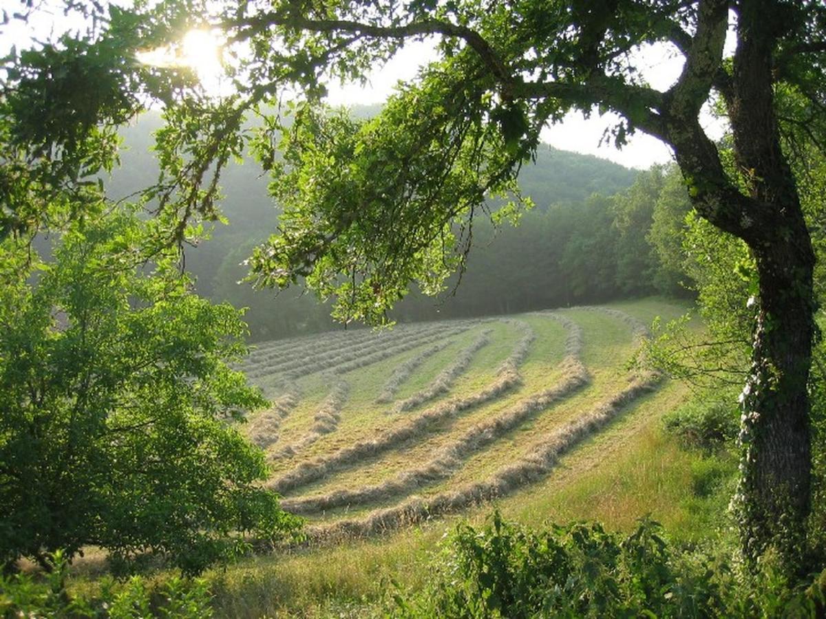 Domaine De Cantegrel - Gites De Charme Et Suite Troglodyte En Perigord Vitrac  Exterior photo